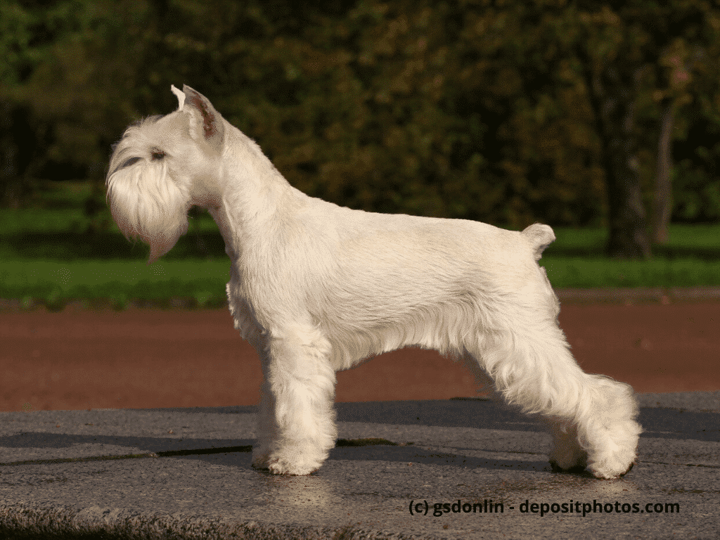 Mittelschnauzer Steckbrief