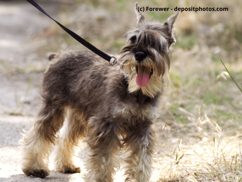 Mittelschnauzer-an-der-Leine-auf-einem-Waldweg