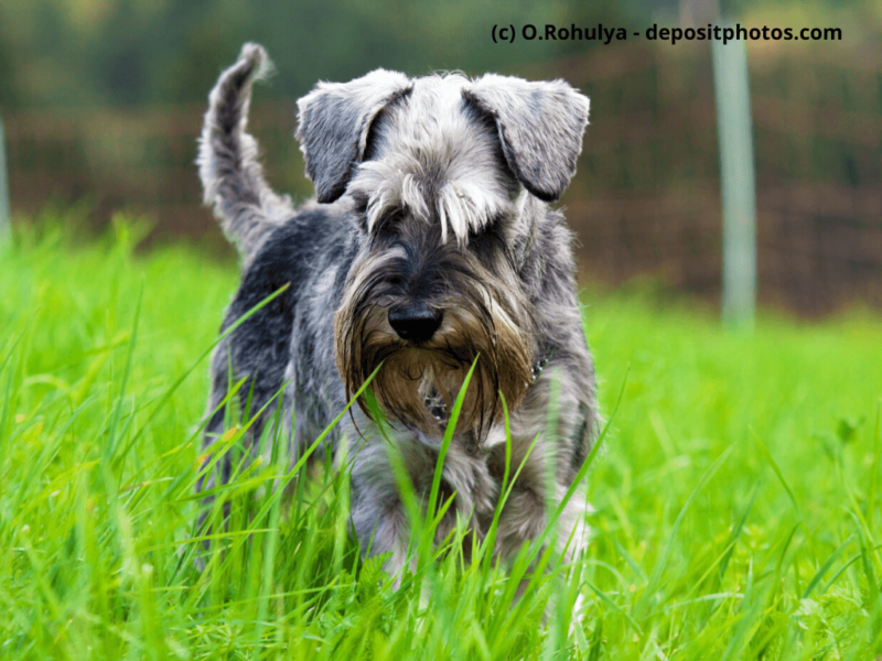 Mittelschnauzer-hat-etwas-im-Gras-entdeckt