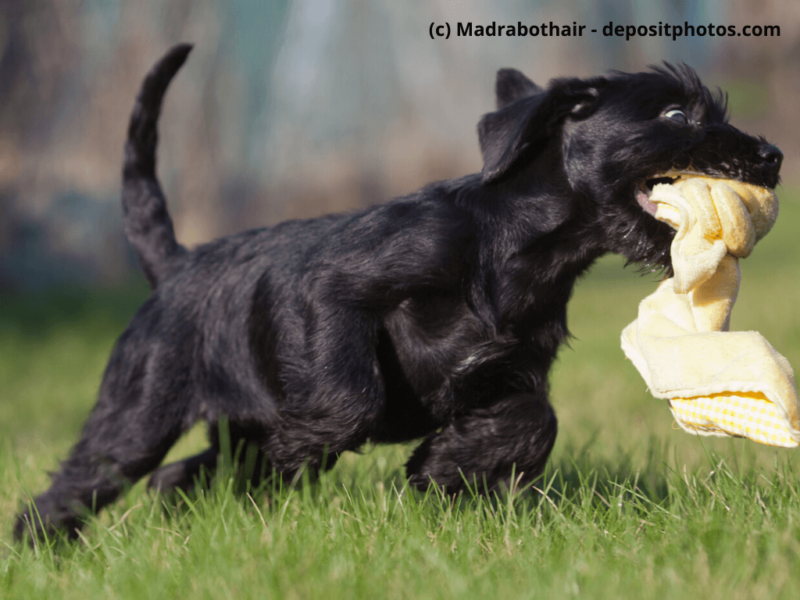Mittelschnauzer-schwarz-spielt-mit-Handtuch-auf-dem-Rasen