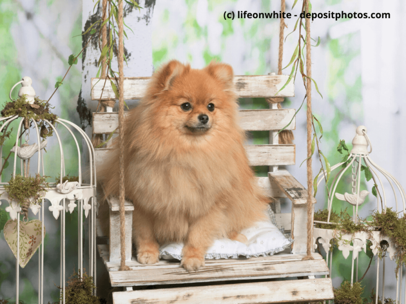 Mittelspitz-im-Fotostudio-sitzt-auf-Stuhl