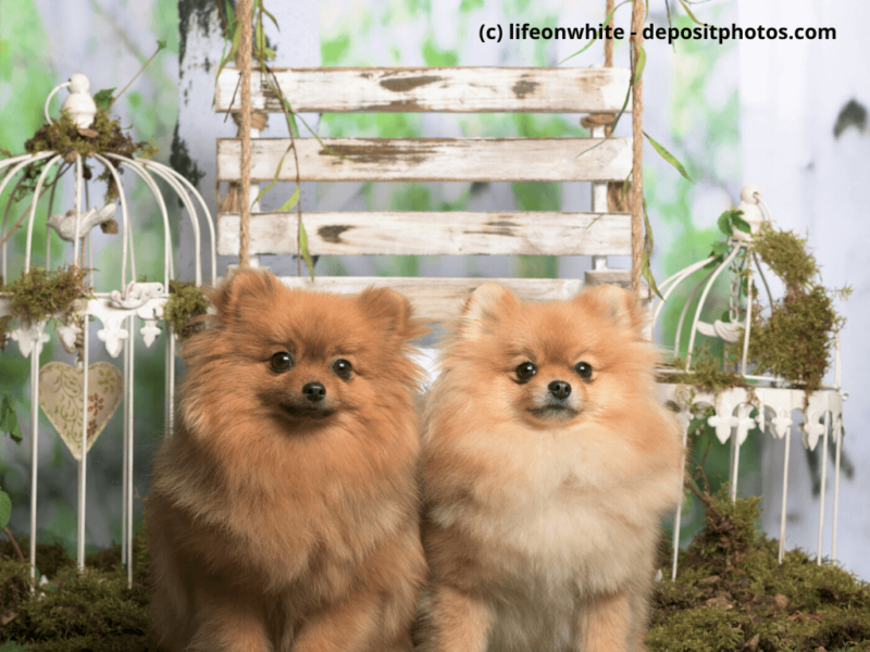Mittelspitz-sitzen-im-Fotostudio