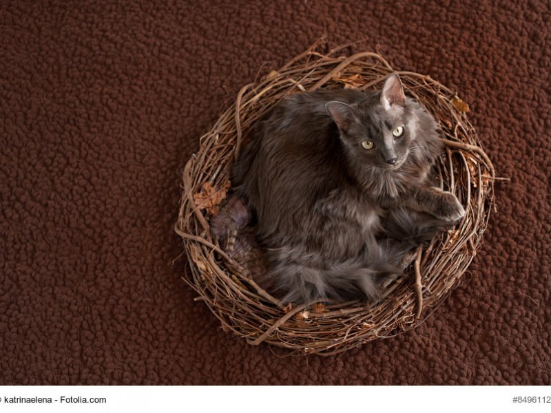 Nebelung Katze im Körbchen