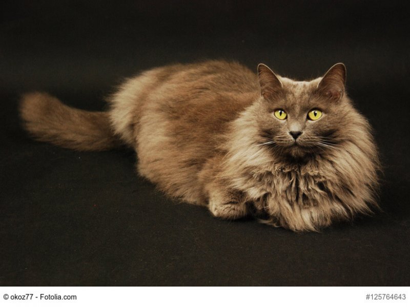 Nebelung Katze liegend