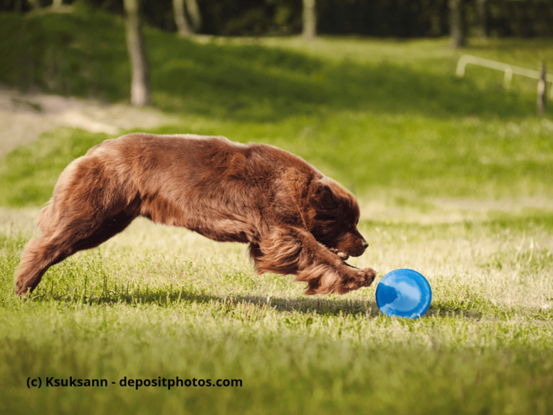 Neufundländer-spielt-auf-Wiese-mit-Frisbee