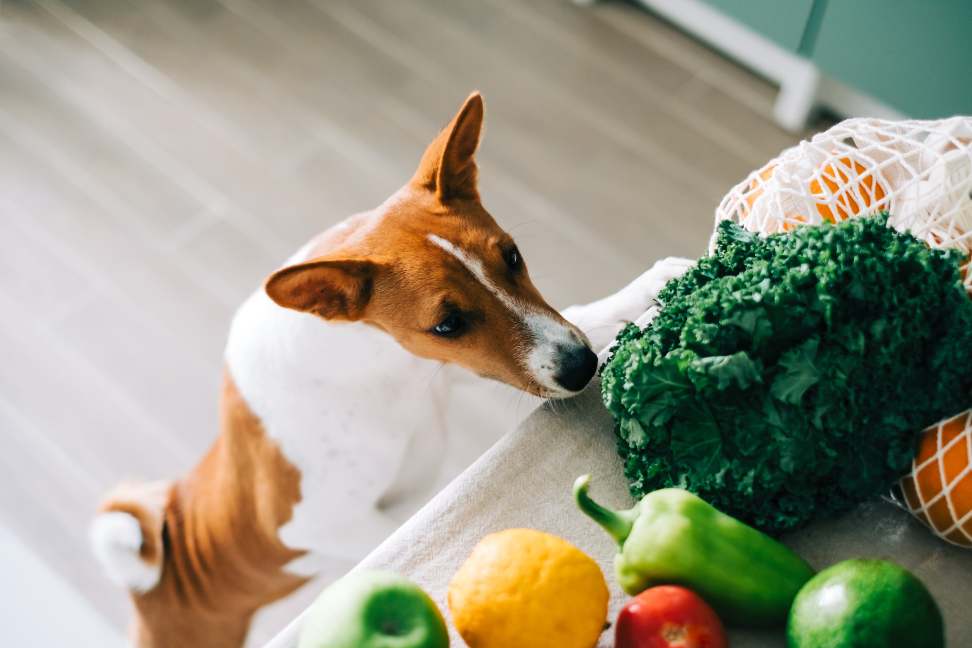 Neugieriger Basenji versucht auf einen Tisch zu klettern und schnüffelt am Gemüse. Beschriftung lautet: Diät-Hundefutter hilft deinem Hund beim Abnehmen oder anderen gesundheitlichen Problemen.