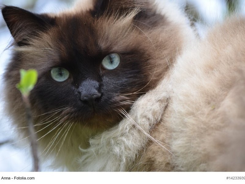 Neva Masquarade Katze