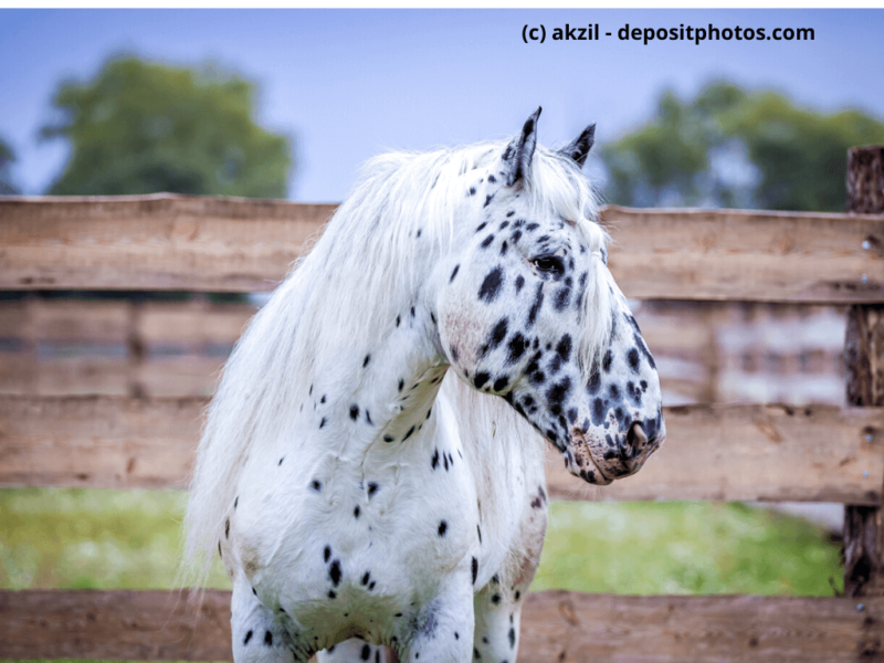 Noriker-Hengst-weiß-schwarz-Portrait-auf-Feld