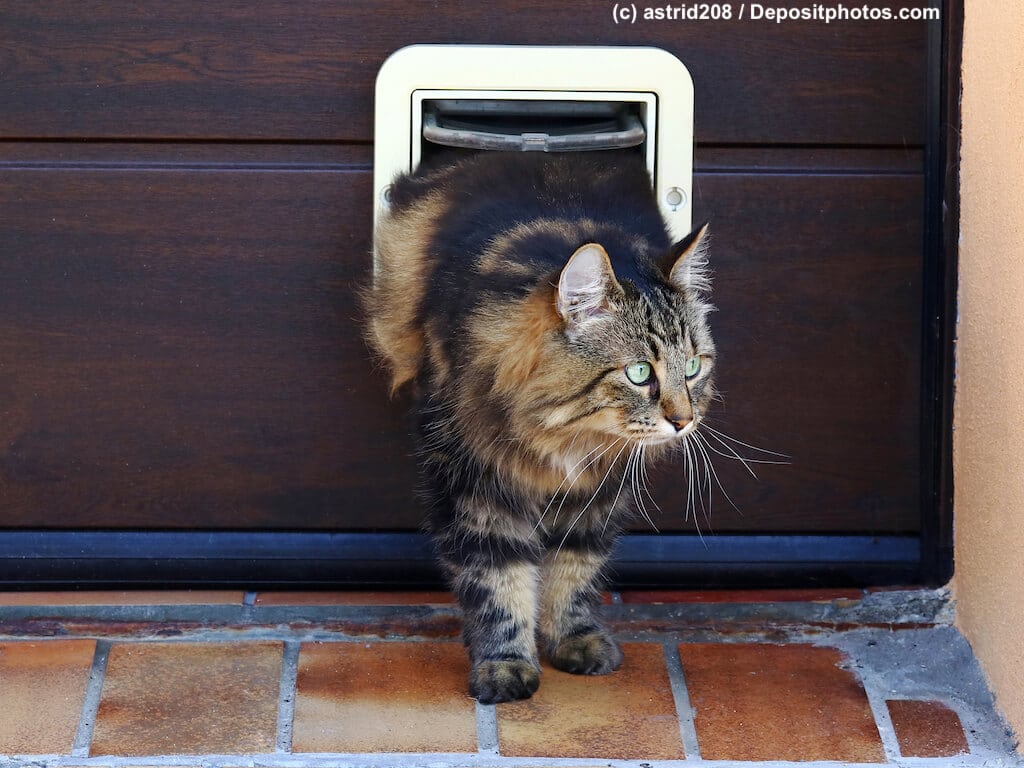 Norwegische Waldkatze auf halbem Weg nach draßen durch eine Katzenklappe in einer Holztür.