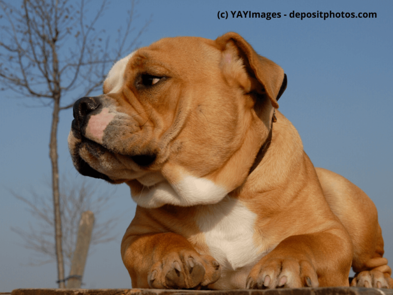 Old-English-Bulldog-Portrait-im-Freien