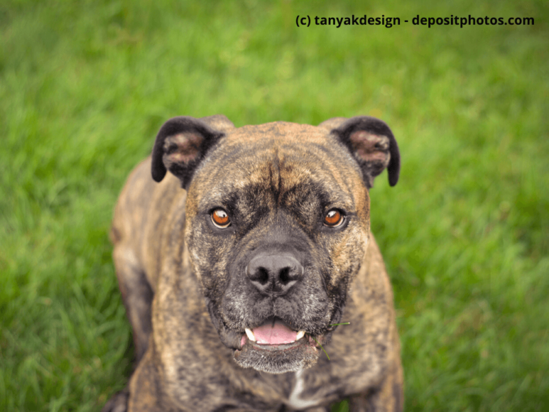 Old-English-Bulldog-auf-grünem-Rasen