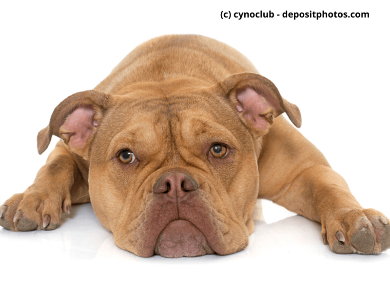 Old-English-Bulldog-liegt-vor-weißem-Hintergrund
