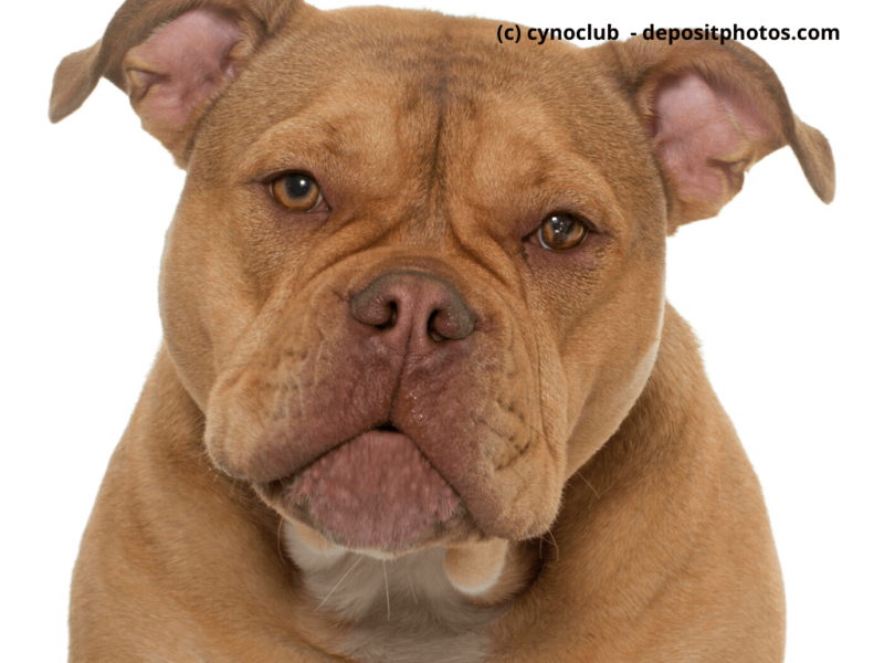 Old-English-Bulldog-vor-weißem-Hintergrund