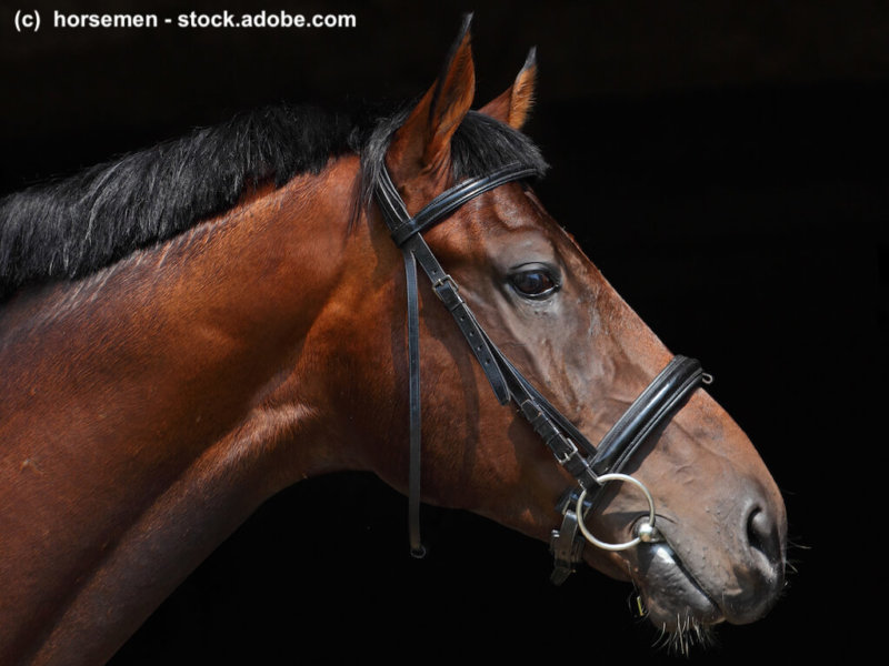 Oldenburg horse, portrait at black background