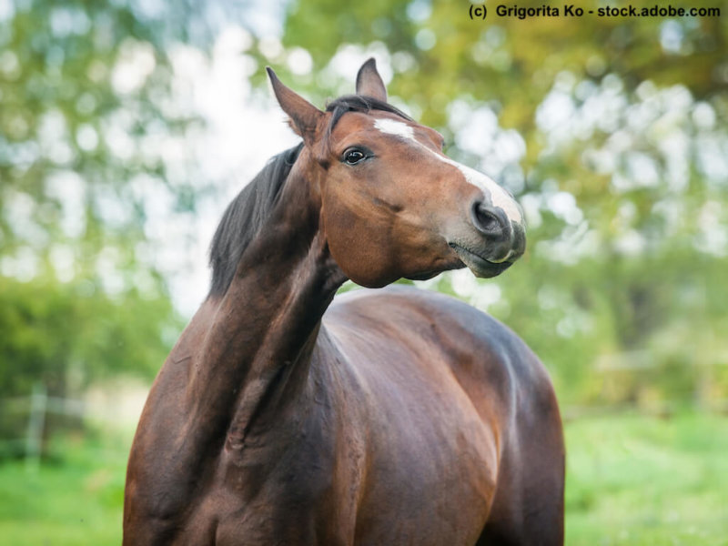 Portrait of beautiful warmblood horse