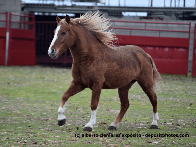Percheron-im-Lauf-auf-der-Koppel