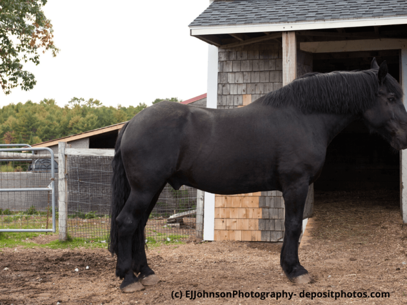 Percheron-schwarz-steht-vor-dem-Stall