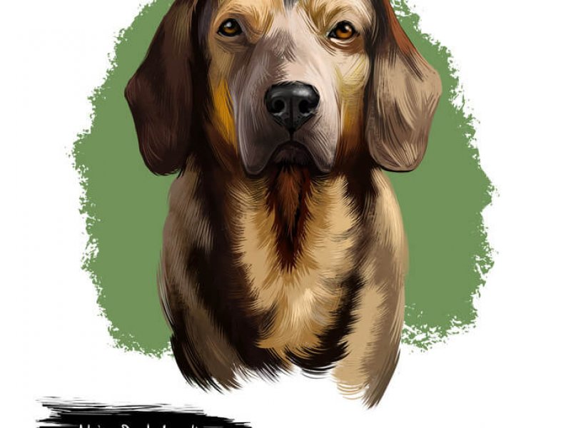 Portrait Alpenländische Dachsbracke  gemalt
