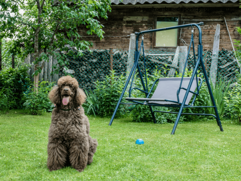 Pudel-braun-sitzt-im-Garten-und-hängt-Zunge-raus