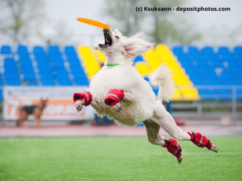 Pudel-springt-und-fängt-Frisbee
