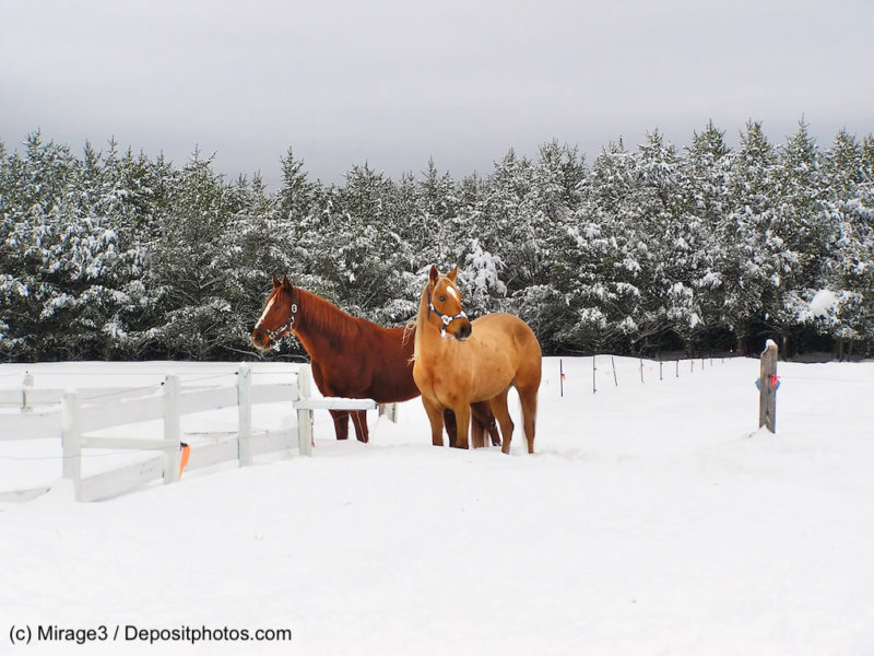 Beautiful horses in the snow