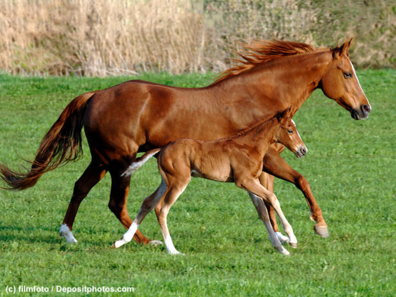 Pferd Stute mit Fohlen