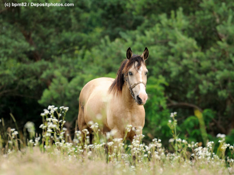 Horse.