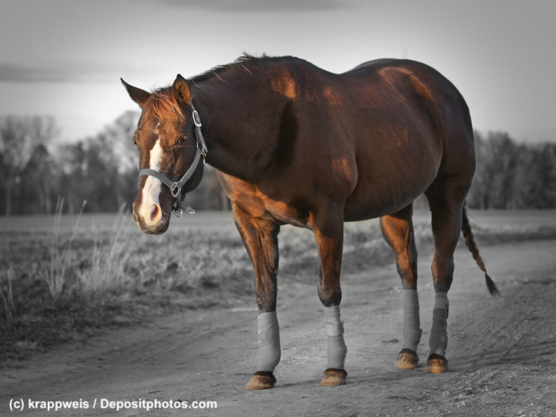 Quarter Horse Colorkey