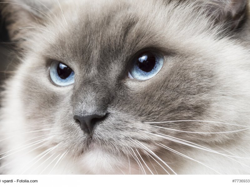 Ragdoll Portrait