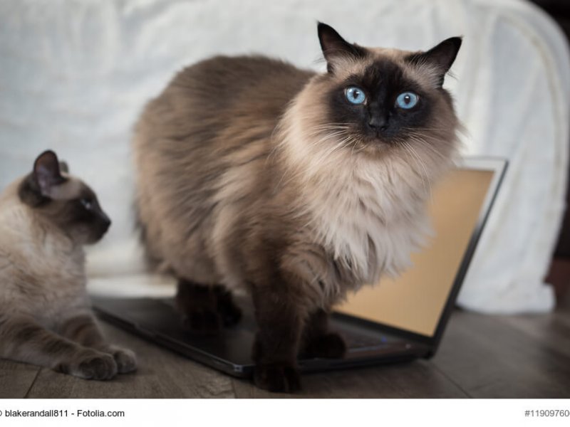 Ragdoll Kater stehend