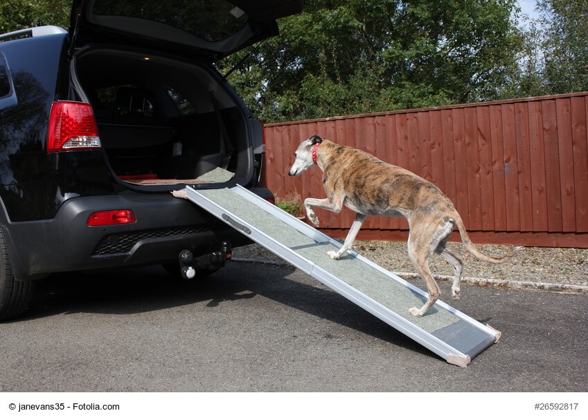 Windhund steigt über Rampe ins Auto ein