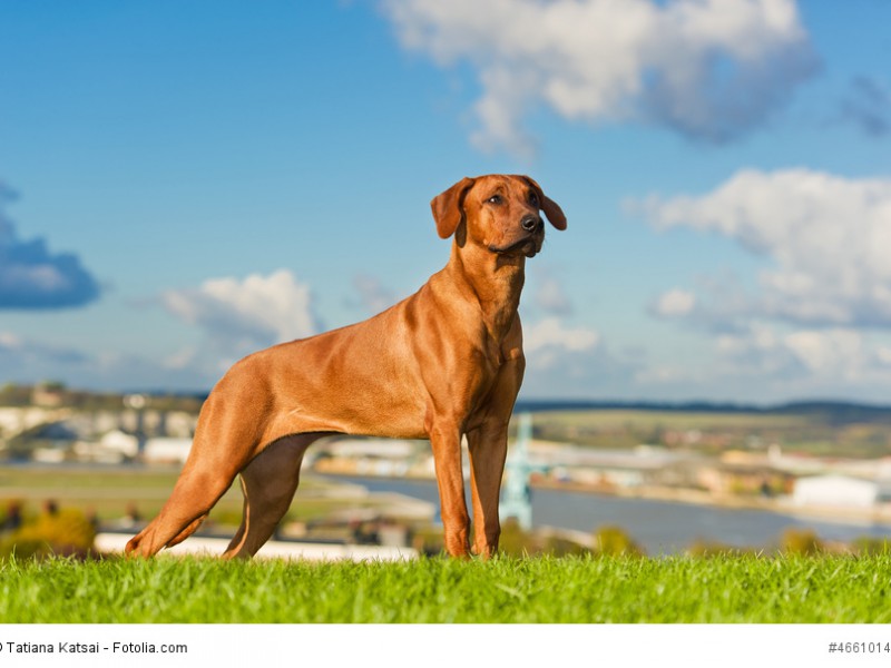 Rhodesian Ridgebacks sind sehr kluge und sensible Hunde
