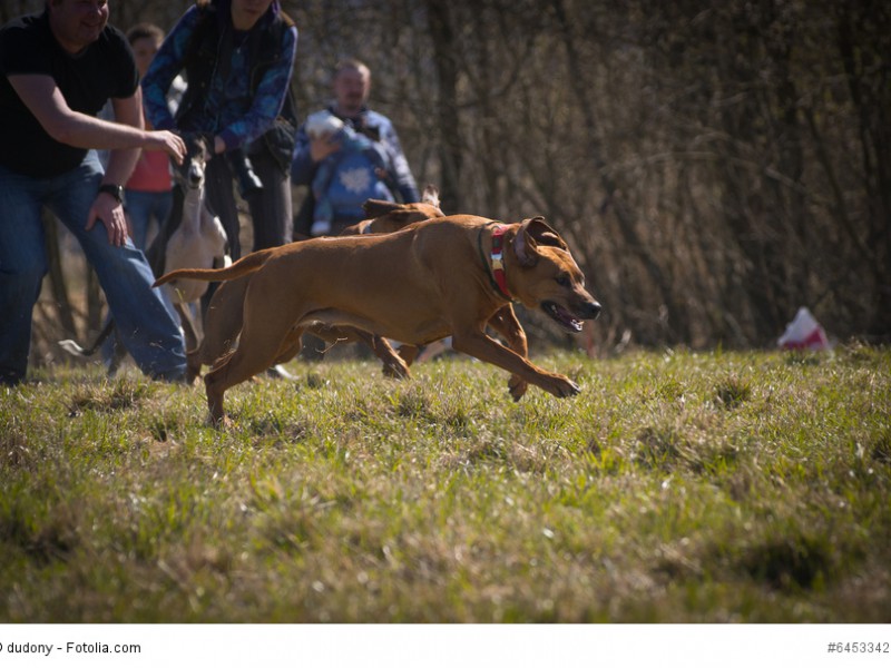 Rhodesian Ridgeback eignen sich hervorragend für Agility.