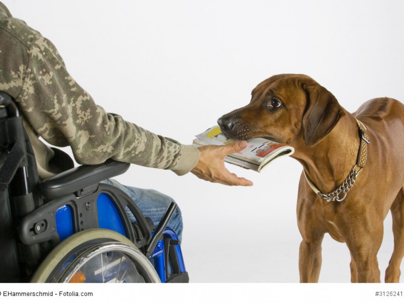 Durch ihre Intelligenz und das zuverlässige Wesen sind Rhodesian Ridgeback als Begleithunde geeignet.