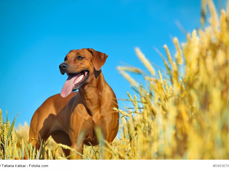 Die Instinkte des Jagdhundes sind in einem Rhodesian Ridgeback fest verankert.