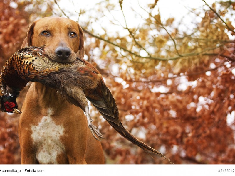 Rhodesian Ridgeback sind Jagdhunde und haben diese Instinkte tief in sich verwurzelt.