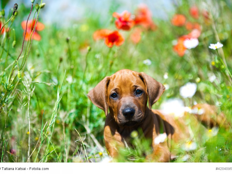 Ein junger Rhodesian Ridgeback braucht eine liebevolle aber konsequente Erziehung.