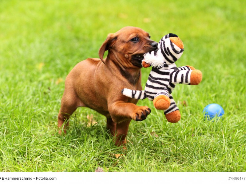 Spielender Rhodesian Ridgeback Welpe