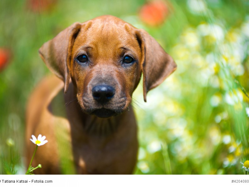 Rhodesian Ridgeback sind erst sehr spät mit 2-3 Jahren erwachsen.
