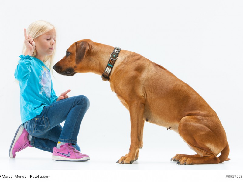 Rhodesian Ridgeback sind grundsätzlich für Kinder geeignet. Allerdings nur, wenn Hund und Kind gut erzogen wurden.