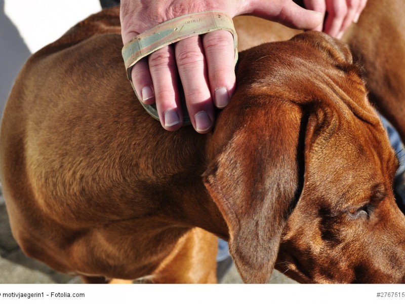 Ein Rhodesian Ridgeback braucht nicht besonders viel Fellpflege.