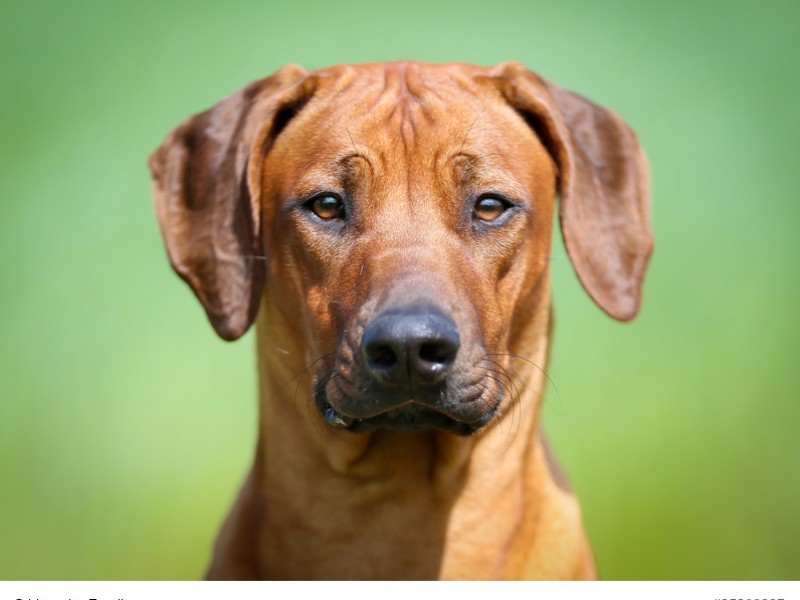 Rhodesian Rigdeback würden bei richtiger Haltung alles für ihre Familie tun!