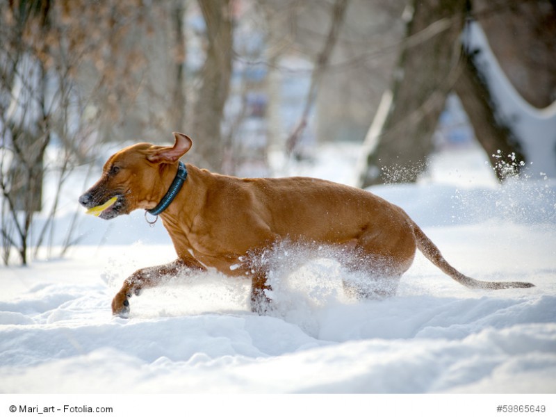 Auch kalte Temperaturen machen einem Rhodesian Ridgeback nicht viel aus.