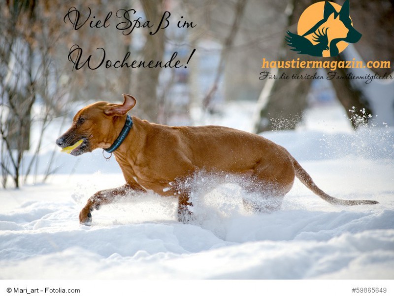Rhodesian Ridgeback dog in winter