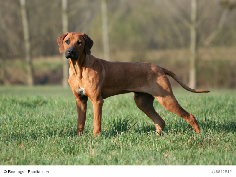 Ein klassischer Rhodesian ridgeback