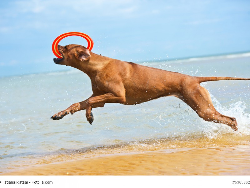 Glücklich sind Rhodesian Ridgeback wenn sie sich richtig austoben können.