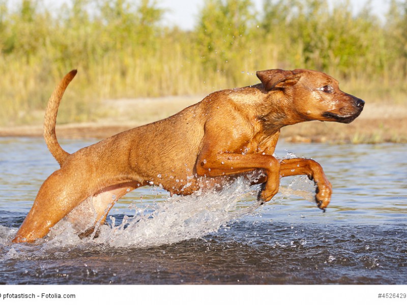 Rhodesian Ridgeback müssen mit langen Spaziergängen gefordert werden damit sie nicht faul werden.