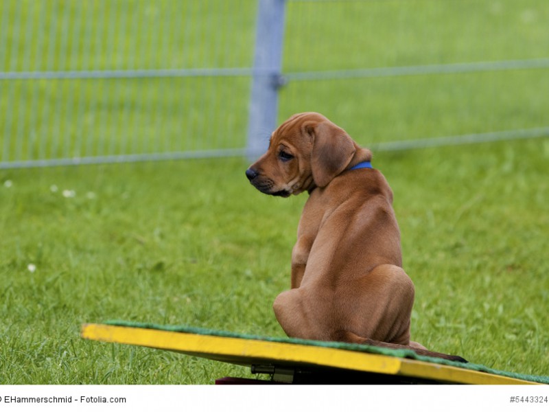 Ohne liebevolle Erziehung und Familienanschluss fühlt sich ein Rhodesian Ridgeback nicht wohl.