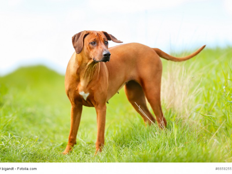Rhodesian Rigdeback in seiner klassischen Fellfarbe mit weißem Abzeichen an der Brust