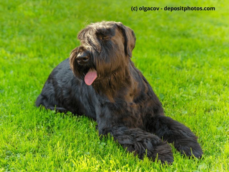 Riesenschnauzer-Black-Giant-liegt-im-Gras-an-sonnigen-Tag